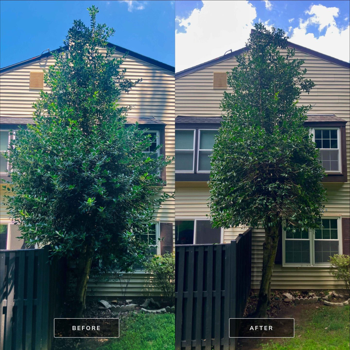 Canopy raised with clean rigging
